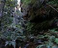 Rain Forest Blue Mountains